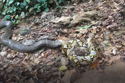 Clip Hổ mang chúa bị trăn vua phản công, siết chặt cổ: Cả hai cùng chết?