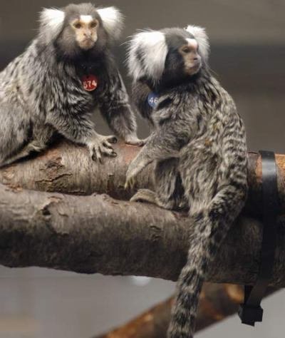 Những ông bố ‘diệt dục’, nhịn ăn vì con