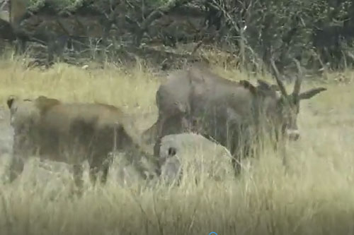 CLIP: Suýt bị sư tử ăn thịt, linh dương lê lết tìm cách thoát thân