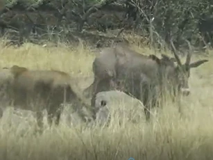 CLIP: Suýt bị sư tử ăn thịt, linh dương lê lết tìm cách thoát thân