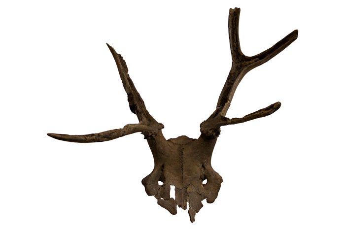 Vì sao con người vẫn sống sót sau thảm họa hàng nghìn năm trước?