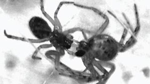 Nhện cũng thực tập “chuyện ấy”