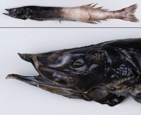 Những loài cá kỳ dị dưới đáy biển New Zealand