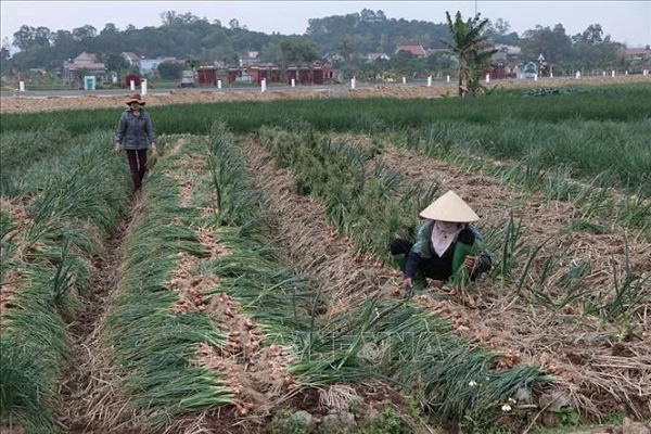 Chủ tịch Hải Dương “kêu cứu”, đề nghị các tỉnh tạo điều kiện thông thương hàng hóa (ảnh minh họa).