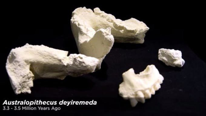 Phát hiện giống người nguyên thủy mới