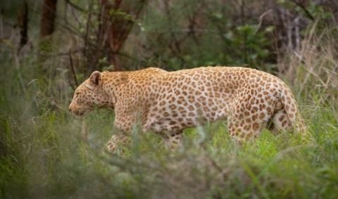 Phát hiện báo hồng vô cùng hiếm