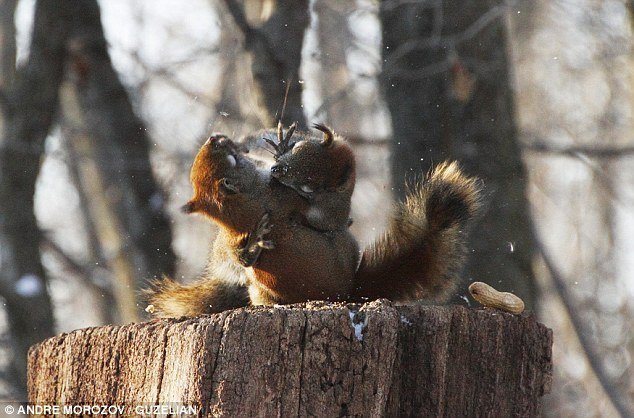 Cận cảnh 2 chú sóc đỏ quyết đấu vì củ lạc