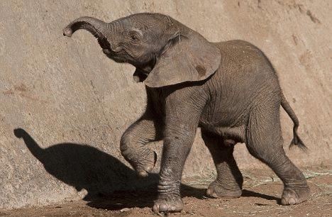 Voi cũng có ngôn ngữ riêng như con người