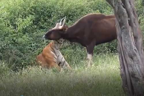 Clip: Mãnh hổ phục kích bò tót nặng 1,3 tấn, trận đấu sinh tử sẽ có kết cục ra sao?