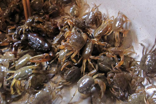 Chữa đau răng, viêm thận cấp hiệu quả với các bài thuốc từ cua đồng