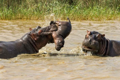 Hà mã con bỏ mạng thương tâm vì đồng loại nổi điên