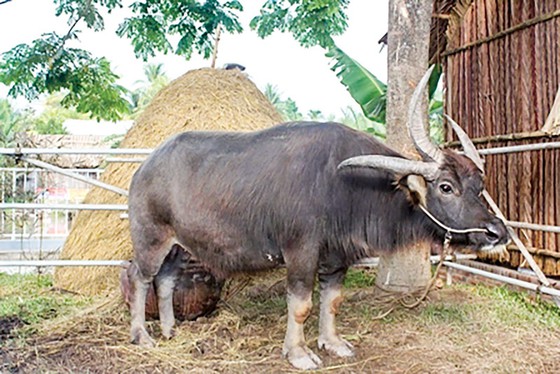 Năm Sửu nói chuyện lạ về trâu, bò