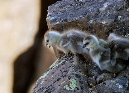 Nghi lễ chào đời 'thách thức thần chết' của ngỗng trời sơ sinh