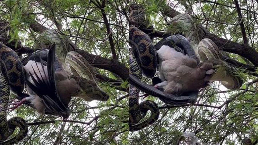 CLIP: Kệ người qua đường, trăn lớn vẫn ung dung nuốt chửng con mồi