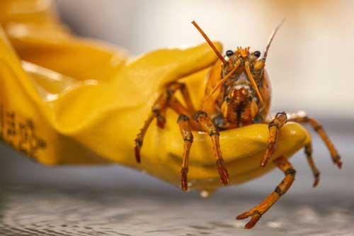 Những con tôm hùm đắt đỏ có màu sắc lạ quý hiếm nhất thế giới