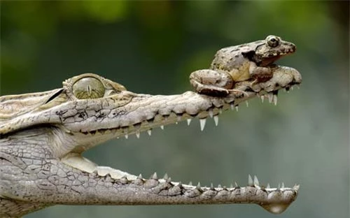 Ảnh đẹp: Ếch ngồi nghịch trên mũi cá sấu - 1