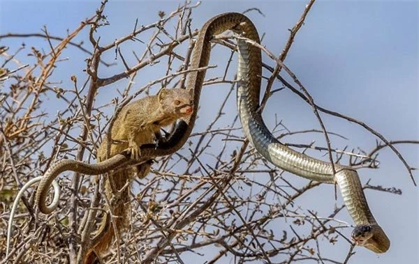 Cầy mangut táo tợn xẻ thịt rắn cực độc trên cây