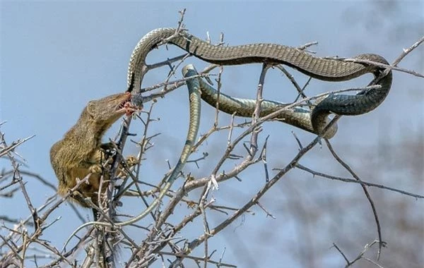 Cầy mangut táo tợn xẻ thịt rắn cực độc trên cây