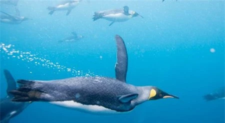 Hé lộ nguyên nhân chim cánh cụt không thể bay