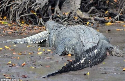 Kinh hãi: Cá sấu khổng lồ ăn thịt đồng loại - 1