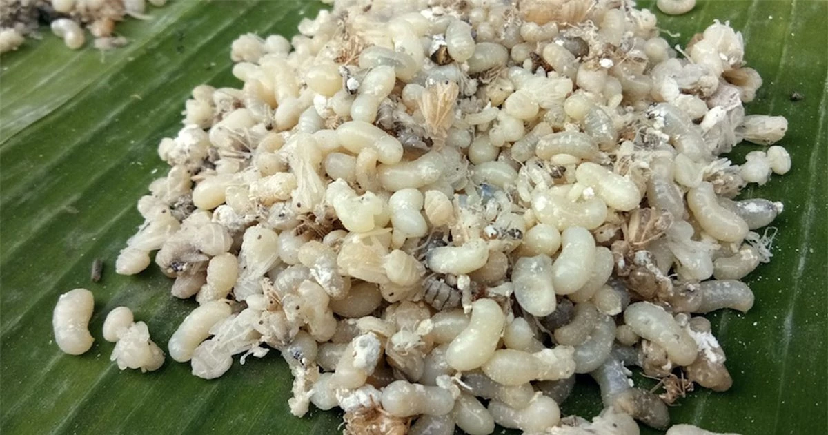 Món ăn kinh dị từ trứng sâu bọ nhiều người săn lùng ở Mexico