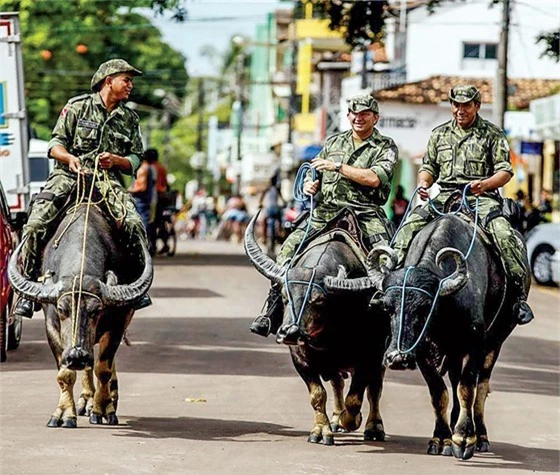 Năm Sửu nói chuyện lạ trâu, bò ảnh 3