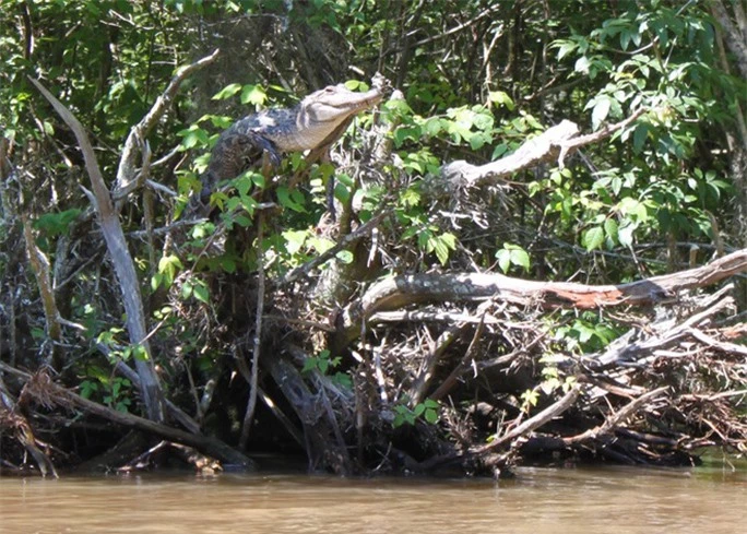 Cá sấu thích leo những cành cây sát mặt nước và đón nắng