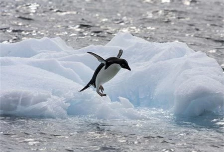 Theo chân chim cánh cụt liều lĩnh tìm bạn tình