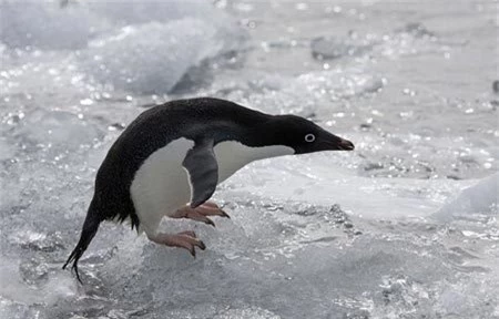 Theo chân chim cánh cụt liều lĩnh tìm bạn tình