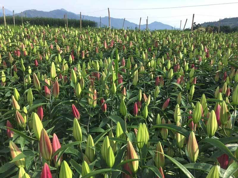 Hoa tươi sau Tết giá rẻ như rau, chị em rủ nhau giải cứu cho nông dân