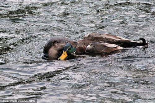 Rái cá tóm vịt trời trong 'chớp mắt'