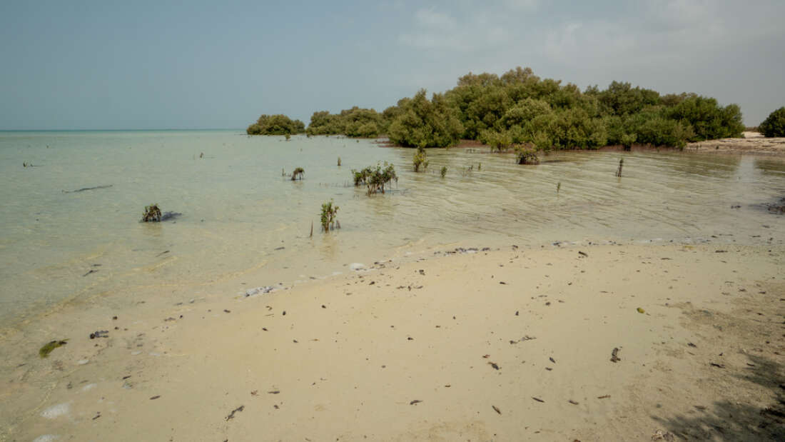 Phát hiện thực phẩm của người di cư châu Phi sử dụng hơn 5.000 năm trước