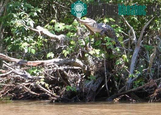 Phát hiện loài cá sấu biết leo cây