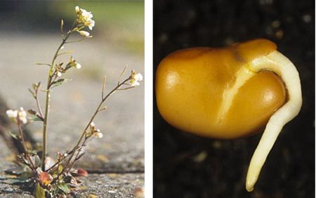 Hé lộ cách "dạy con" độc đáo của cây cối