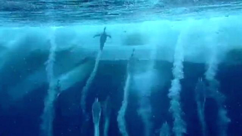 Chim cánh cụt cũng có thể bay