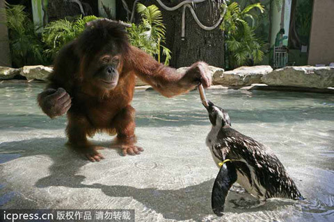 Đười ươi chăm sóc chim cánh cụt như chăm con