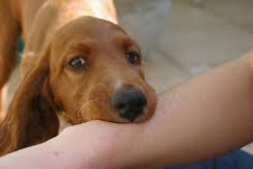 Chó cưng "lên cơn" cắn con út, cặp đôi tức tốc đưa đứa trẻ đi tiêm phòng và thăm khám mới ngỡ ngàng nhận ra chủ đích thật sự của con vật