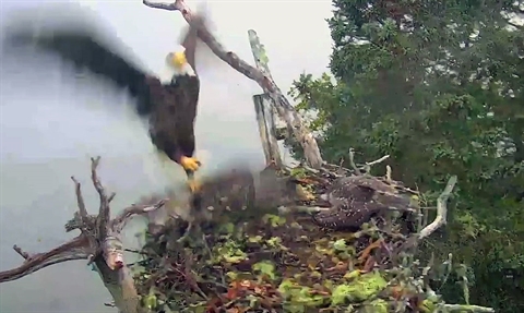 CLIP: Đại bàng hói 'quen mùi' thảm sát tổ chim ưng biển