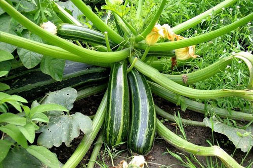 Mách chị em 3 loại rau củ nên trồng vào mùa xuân tại nhà