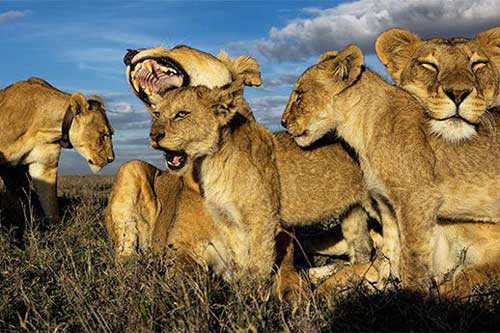 Động vật hoang dã có biết đếm số?