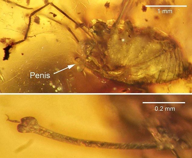 Phát hiện sinh vật bị ''cương cứng'' suốt 99 triệu năm