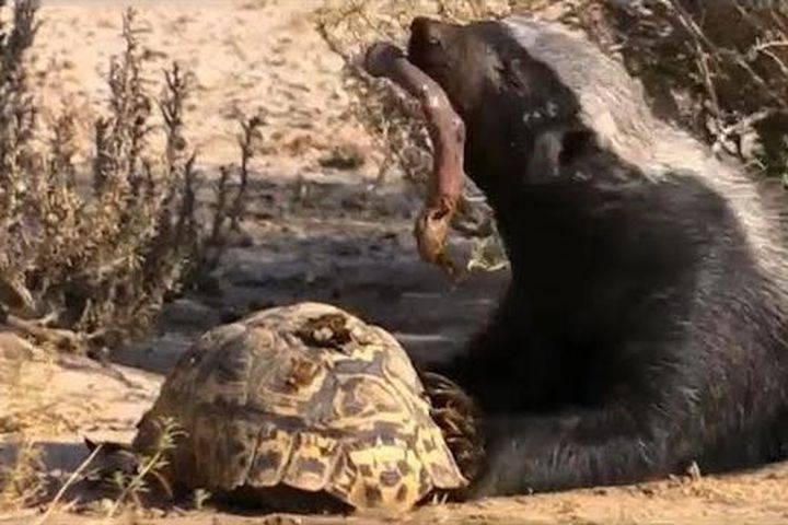 CLIP: Gặp 'kẻ bố đời' lửng mật, rùa bỏ mạng trong tức tưởi