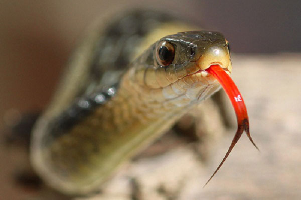 Tiết lộ lý do vì sao lưỡi loài rắn lại chẻ làm đôi?