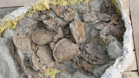 Phát hiện mộ khổng lồ của rùa kỷ Jura