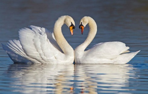 Thiên nga khác gì ngỗng, vịt trời?