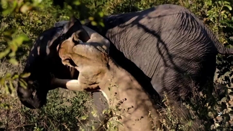 CLIP: Voi con tử chiến với sư tử mẹ: Lật kèo phút cuối