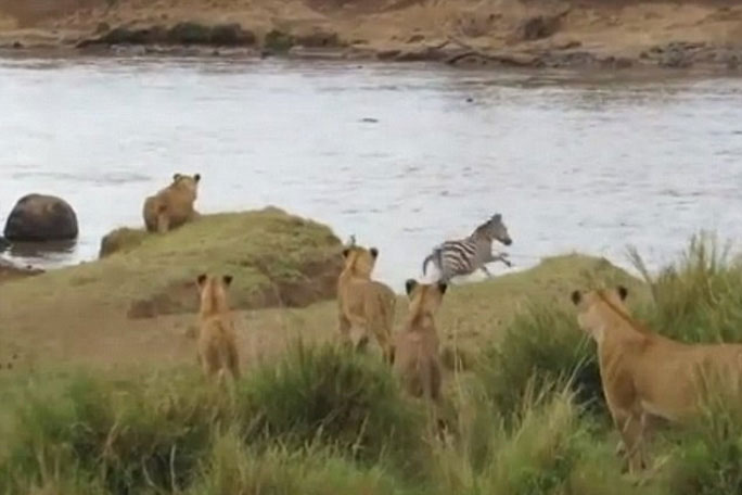 Ngựa vằn thoát chết ngoạn mục trước bầy sư tử đói