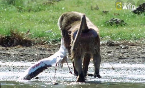 CLIP: Gặp khỉ đầu chó gian manh, chim hồng hạc bỏ mạng