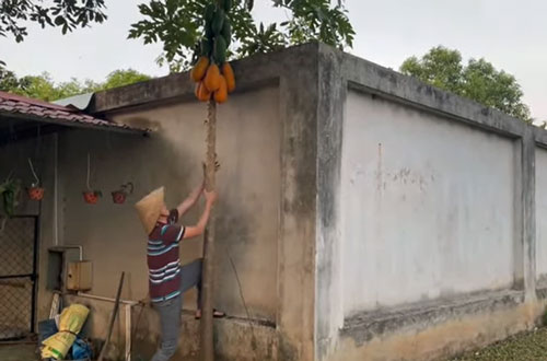 Hoài Linh đội nón lá, trèo hái đu đủ trong nhà thờ Tổ