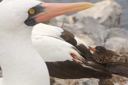 Loài chim sẻ nào chuyên uống máu?